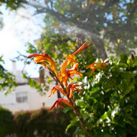 Flat With A Garden In Belem-2
